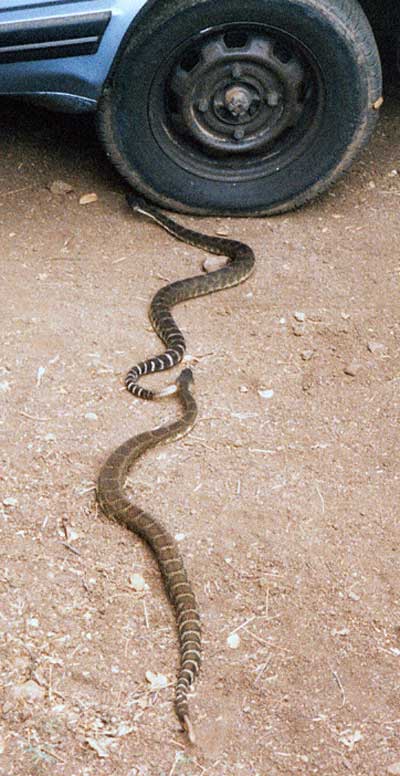 Ed's photos of rattlesnakes under his Suburu