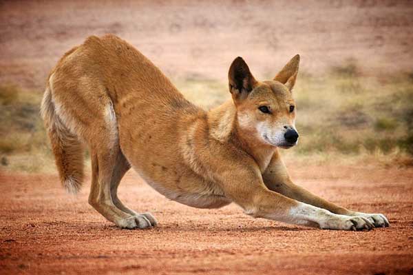 Wild Dingo Stretching